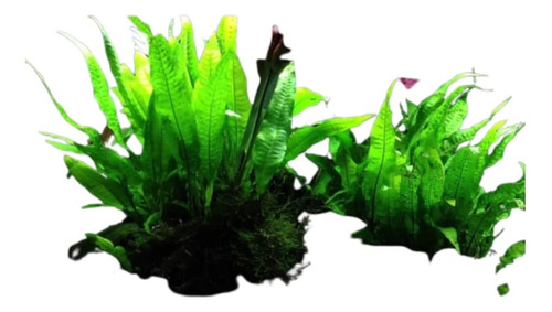 Planta Para Aquario Microsorum Pteropus Kits 15 Mudas