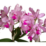 Orquidea Cattleya Amethystoglossa Tipo * Adulta *