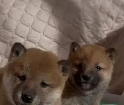 Cachorros Shiba Inu | Meses sin interés