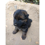 Tiernos Cachorros Pastor Aleman Padres Inscritos