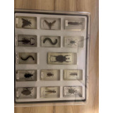 Colección De Insectos La Nacion