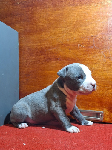 Pitbull Blue Macho Cachorro 