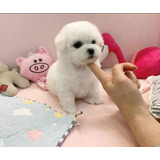 Bichon Frisé Cachorros