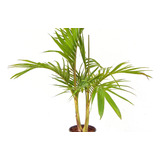 Palmera Real Australiana , 2 Plantas