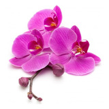 Combo 3 Orquideas Phalaenopsis  - Colores Variados