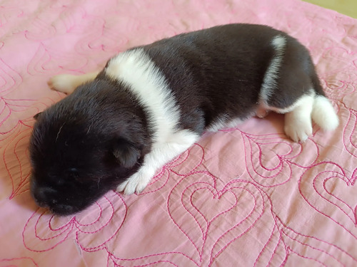 Cachorros Akita Americano Con Opción A Pedigree Internaciona | Meses sin interés