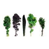 Combo De Semillas Mix De Kale Premium - 5 Variedades