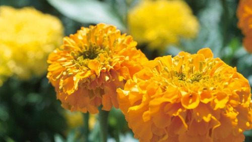 40 Semillas De Flor Tagetes Erecta Naranja + Obs Germinación
