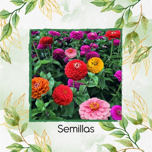 50 Semillas Flor Zinnia De California + Obsequi Germinación