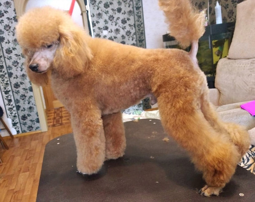 Delicioso Belleza Caniche Rojo Mascotas De Lujo