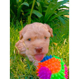 Hermosos Cachorritos Poodle Apricot Hembra Y Machos