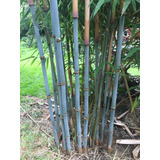 Kit 16 Bambú Azul Jardín Único + Regalo