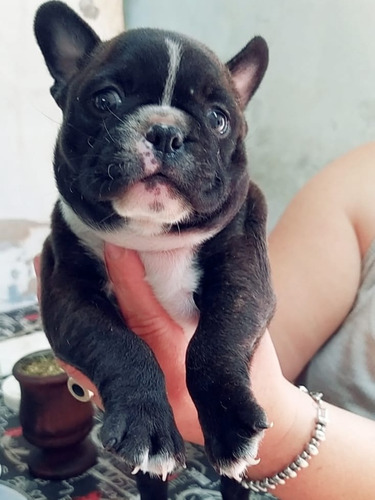 Bulldog Francés Hembra !! 