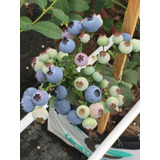 20 Plantas De Blueberry Biloxy 