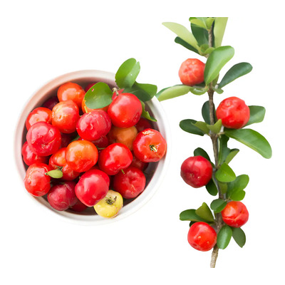 Acerola Arbol Planta Arbol Cerezo Tropical M.e. Envio Gratis | Meses sin interés