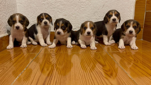 Beagle Cachorros Preciosos