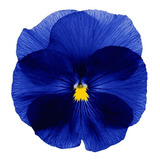 Semillas De Flores Pensamiento Gigante Suizo Azul Y A