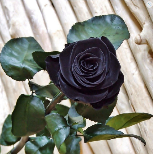 Rosa Negra