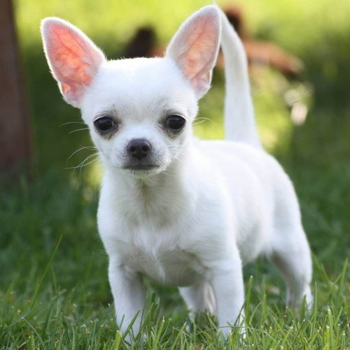 Cachorro Chihuahua Blanco Cabeza De Manzana 011