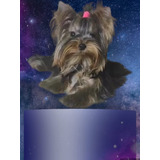 Yorkshire Terrier Tea Cup Micro 