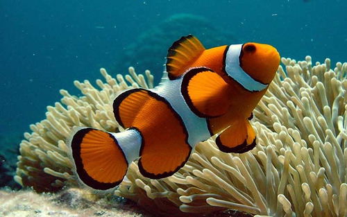 Pez Payaso Nemo Para Acuario Marino Reef