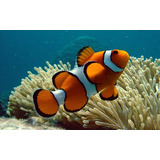 Pez Payaso Nemo Para Acuario Marino Reef