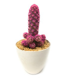 Cactus De Color Fucsia