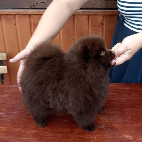 Cachorros Pomerania Calidad Show!! Color Chocolate Tan