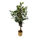 Ficus Planta Árbol Semi Artificial Con Maceta 135 Cms