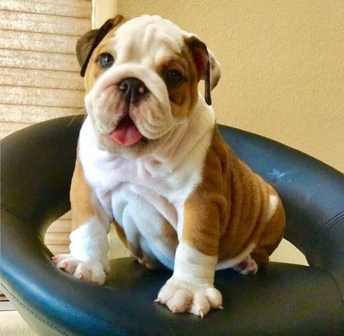 Cachorro Bulldog Ingles Bull Dog Ingless Perrito Cachorrito