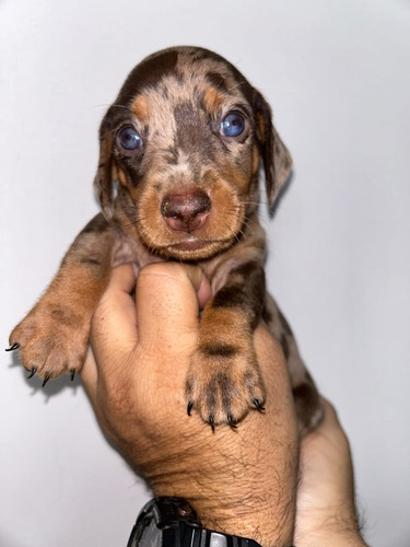 Cachorro Teckel Choco Med, Manizales Animal Pets Colombia 