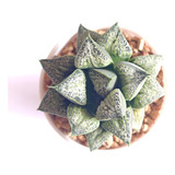 Muda Suculenta Haworthia Splendens Hanaaoi Agave Echeveria