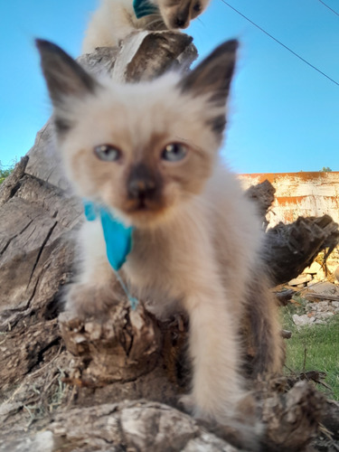 Bello Gatito Siamés De 60 Días 