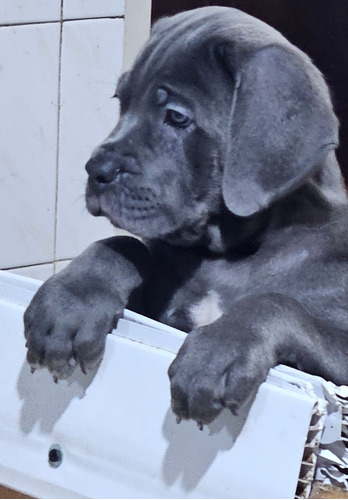 Cane Corso Cachorros 