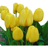 8 Bulbos De Tulipán / Strong Gold Amarillo