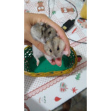 Hamster Anão Russo