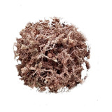 Sphagnum Moss Largo (10 Litros/ 250 Gramos) Musgo 