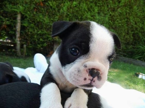 Cachorros Boston Terrier Puppy Boston Perritos Dog