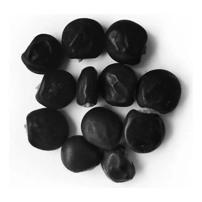 Semillas Orgánicas De Frijol Arbusto Gandul Negro | MercadoLibre