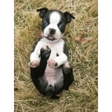 Cachorro Boston Terrier Puppy Perrito Boston Cachorrito