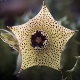 Suculenta Huernia Namaquensis - Muda Planta De Coleção Rara