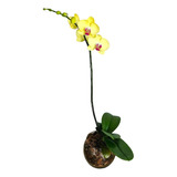 Orquidea Phalaenopsis Con Maceta De Vidrio 1 Vara