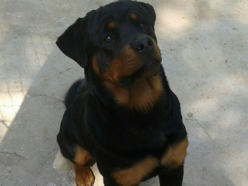 Cães Rottweiler,  Porte Grande, Fucinho Curto Com Pedigree 