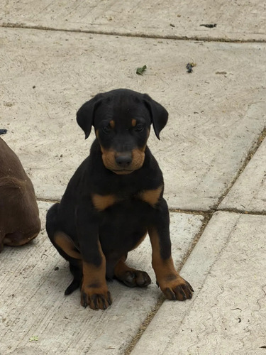 Cachorros Doberman Pedigree Negro Y Fuego | MercadoLibre