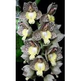 100 Semillas De Orquídea Tigresa ( Germinación Rápida )