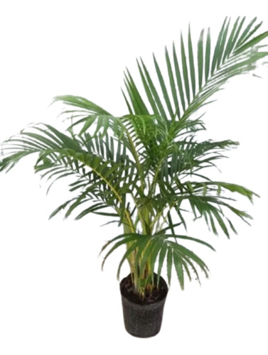 Planta Palmera Areca