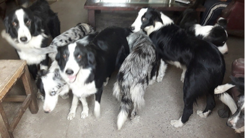 Seña Border Collie!!! Disponibles Varios Colores.