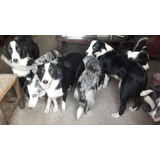 Seña Border Collie!!! Disponibles Varios Colores.