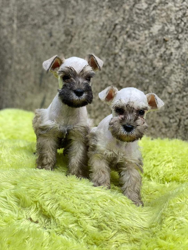 Cachorros Schnauzer Miniatura Plata Y Sal Y Pimienta