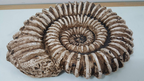 Antigua Replica Yeso Fósil Molusco Prehistórico Amonite Etiq
